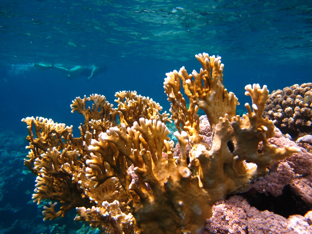 Net Fire Coral