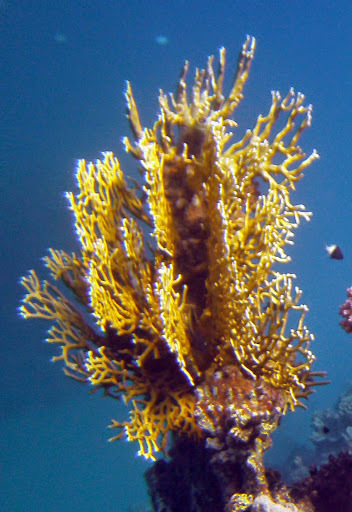 Net Fire Coral