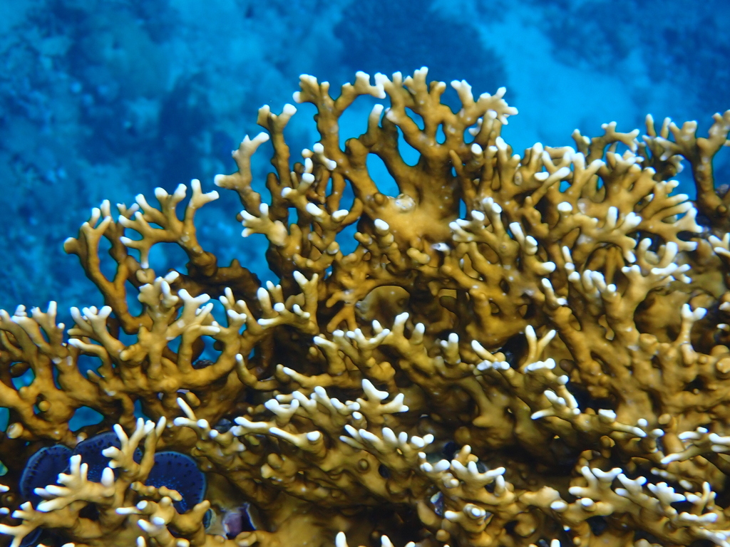 Net Fire Coral