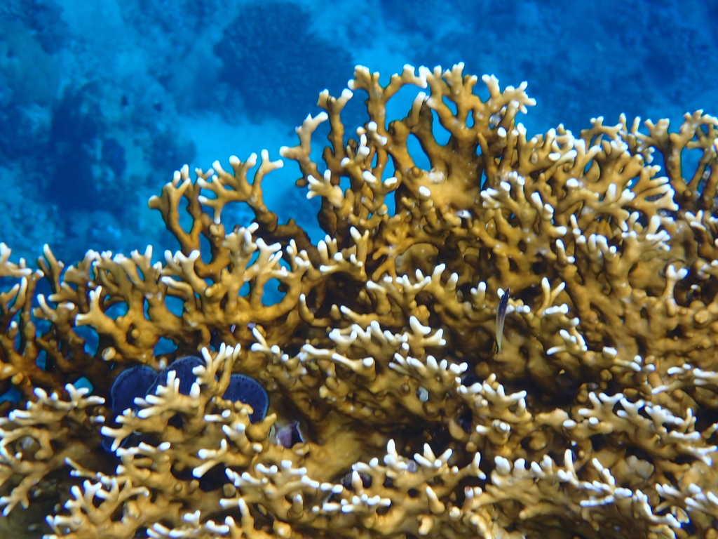 Net Fire Coral