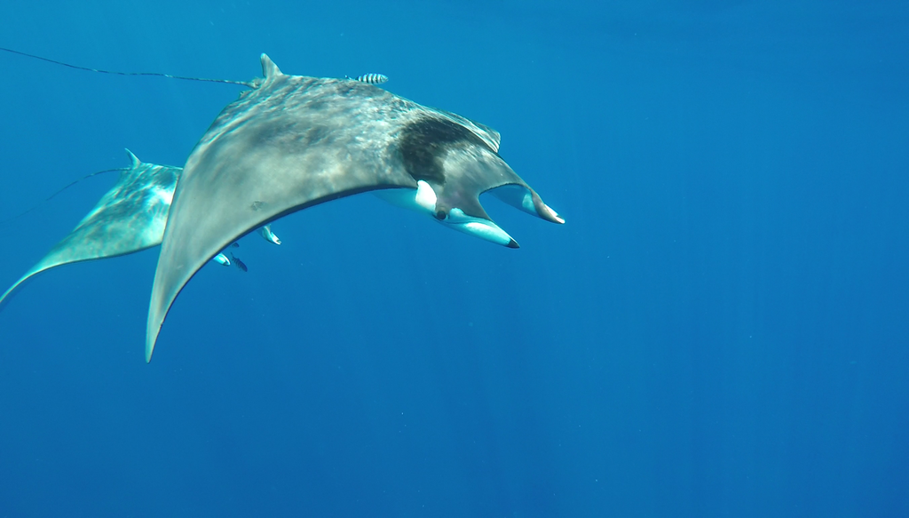 Spinetail Devil Ray