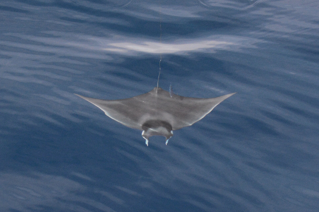Spinetail Devil Ray
