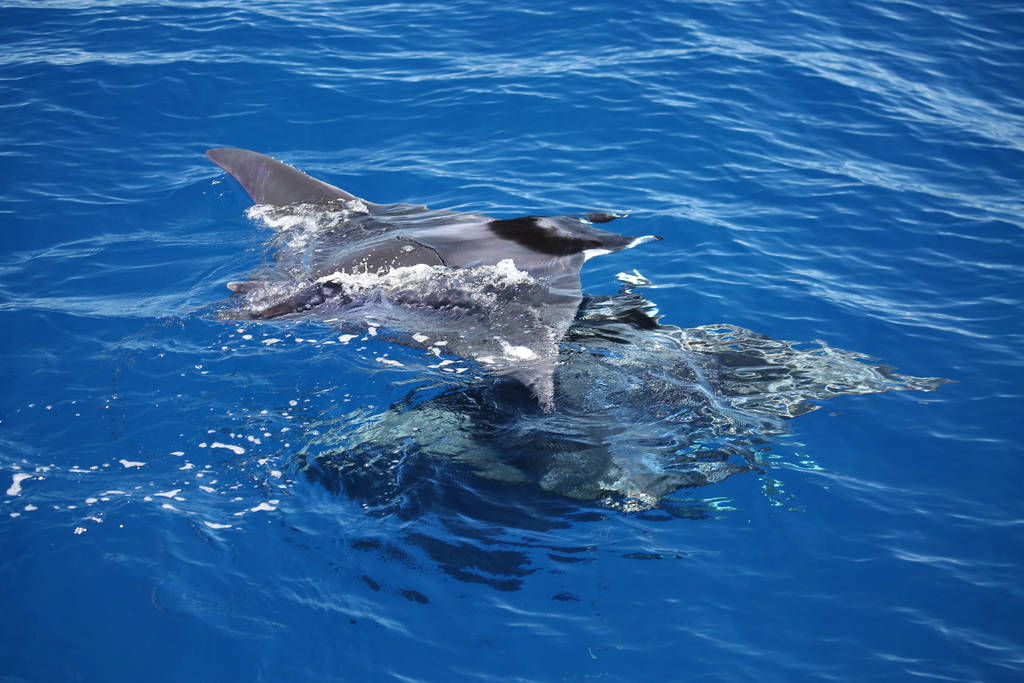Spinetail Devil Ray