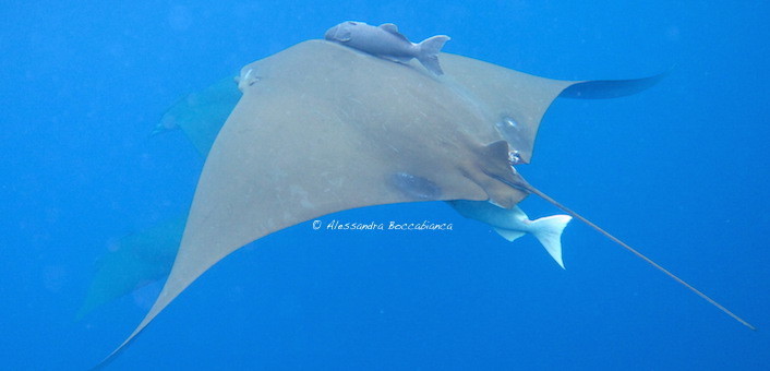 Sicklefin Devil Ray