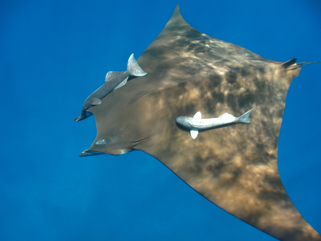 Sicklefin Devil Ray