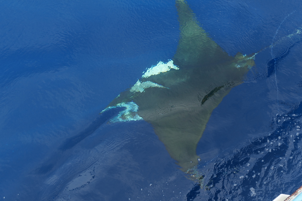 Sicklefin Devil Ray