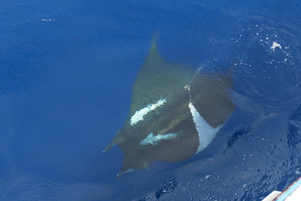 Sicklefin Devil Ray