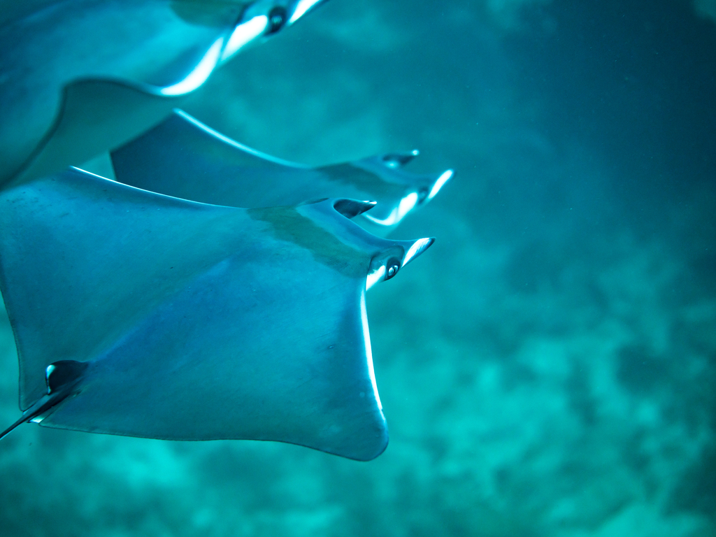 Sicklefin Devil Ray