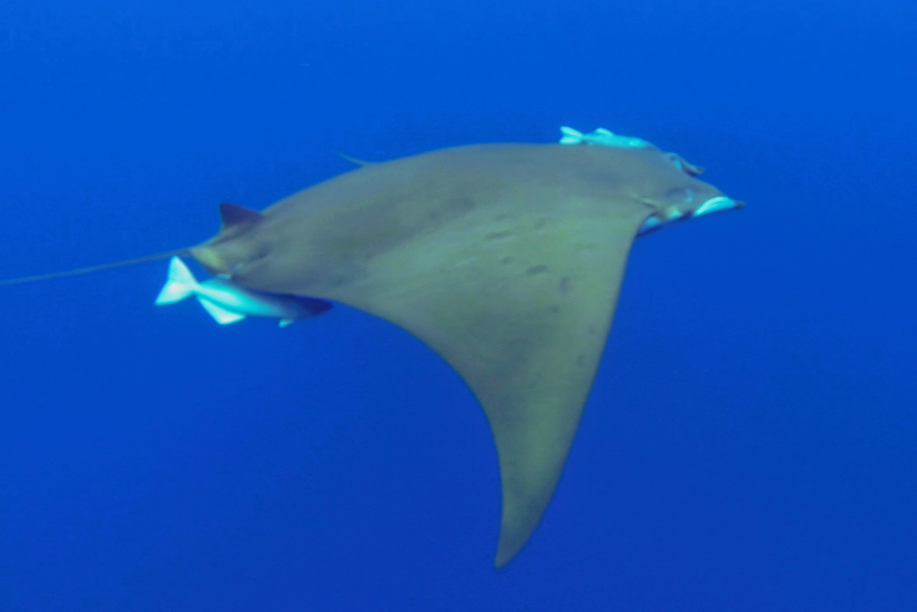 Sicklefin Devil Ray