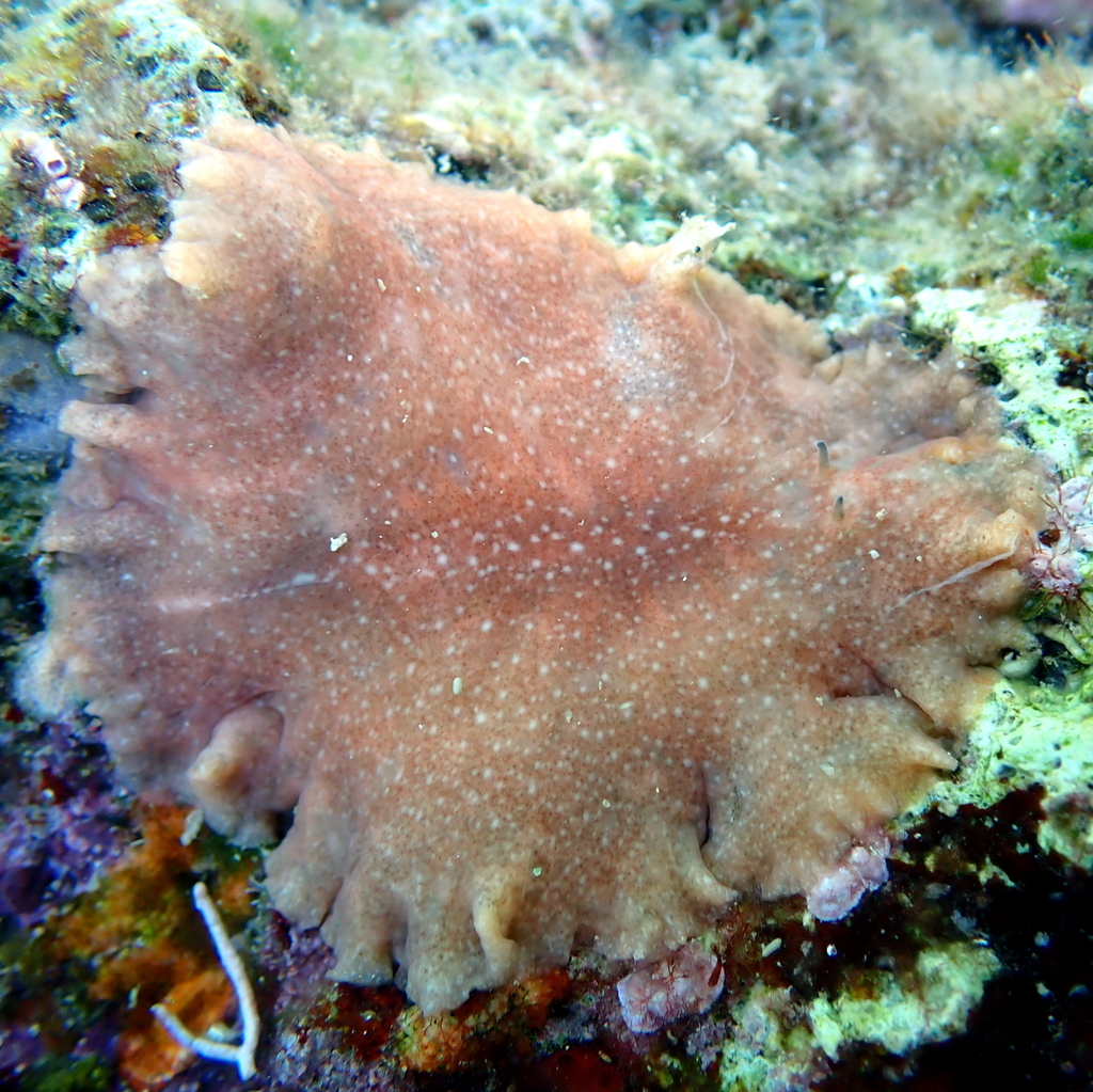 Stylochus Visqueux