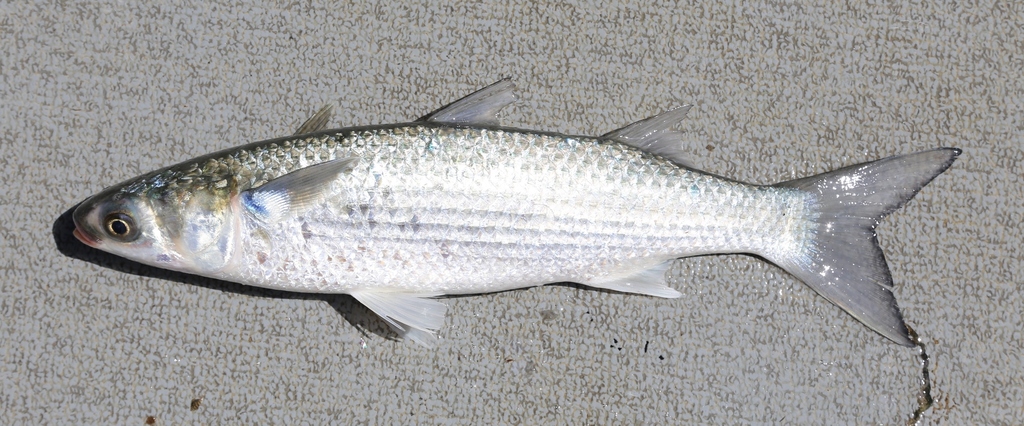 Sea Mullet