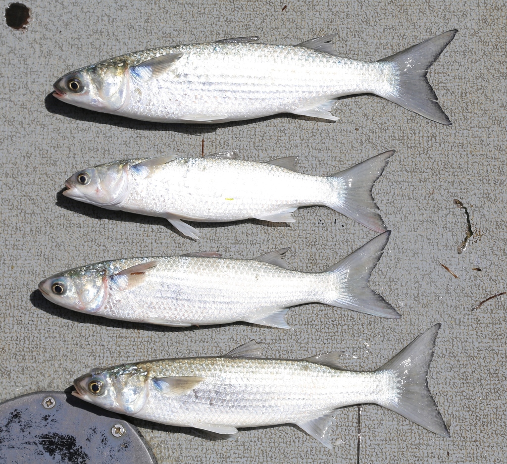 Sea Mullet