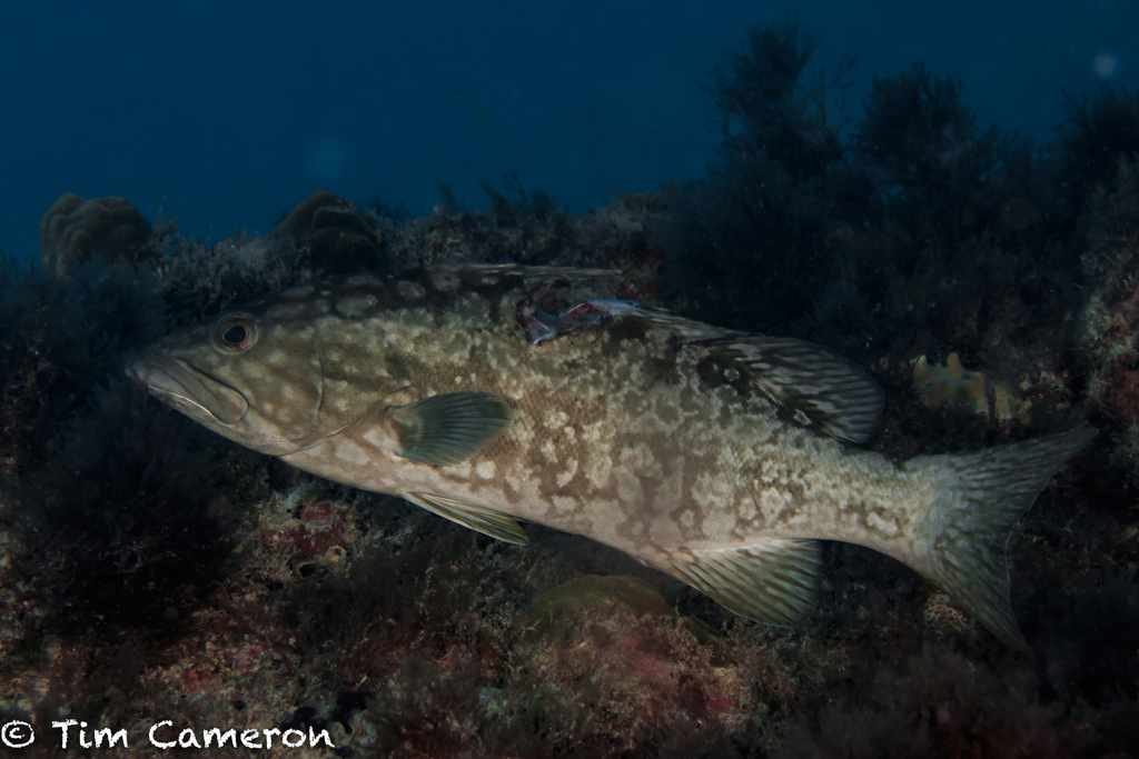 Island Grouper