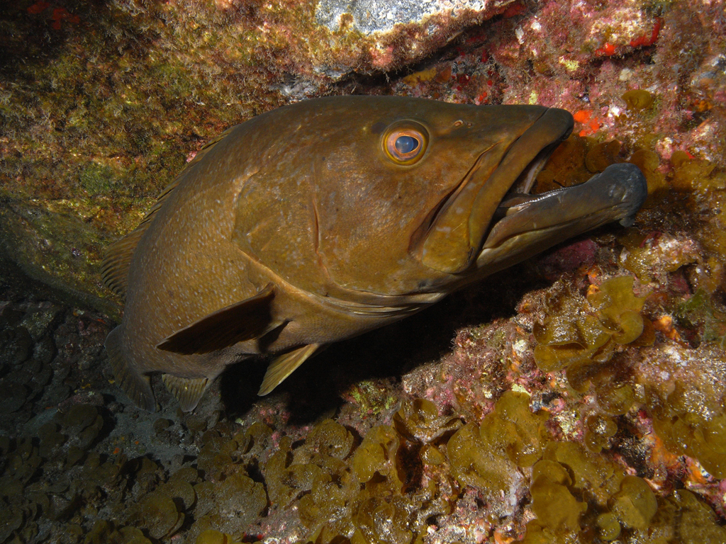 Island Grouper