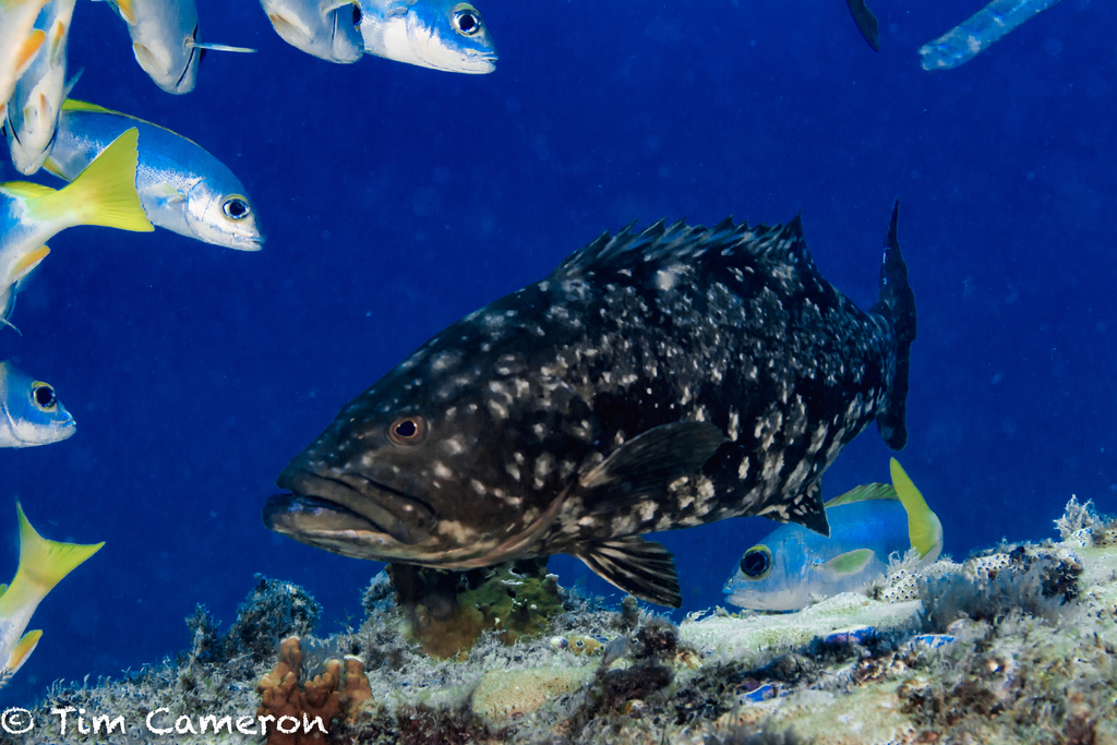 Island Grouper