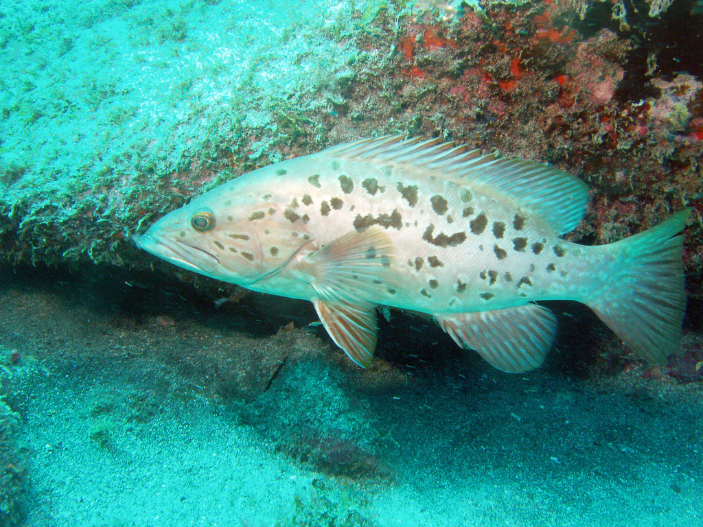 Island Grouper