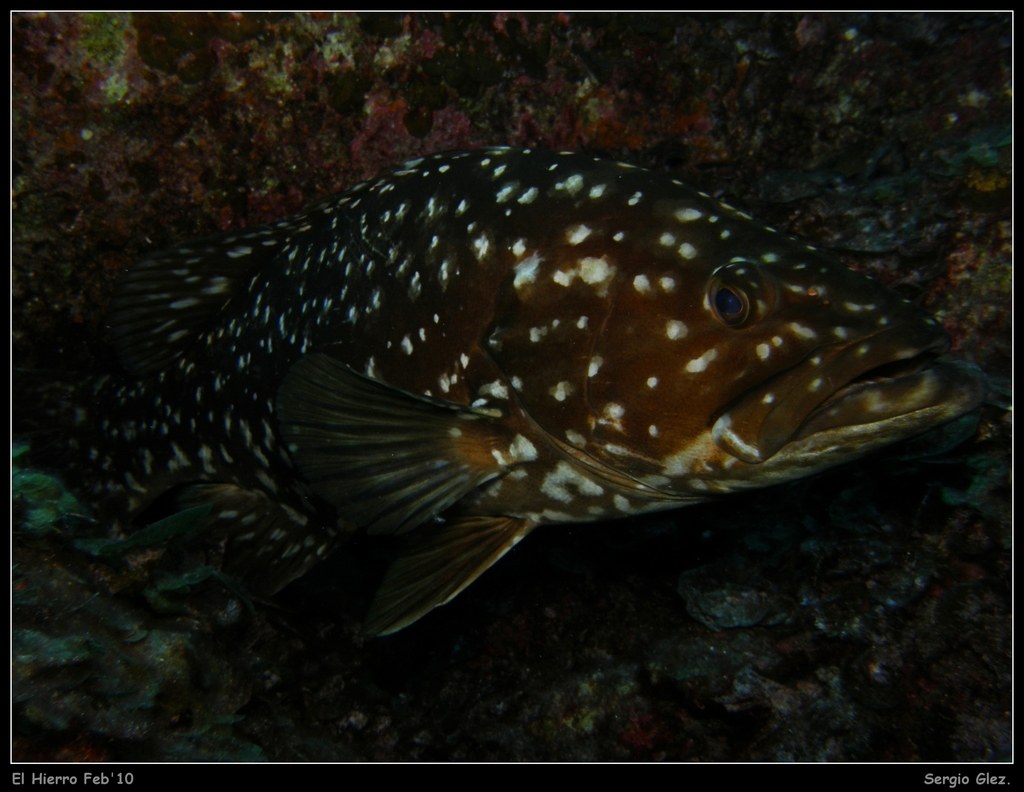 Island Grouper