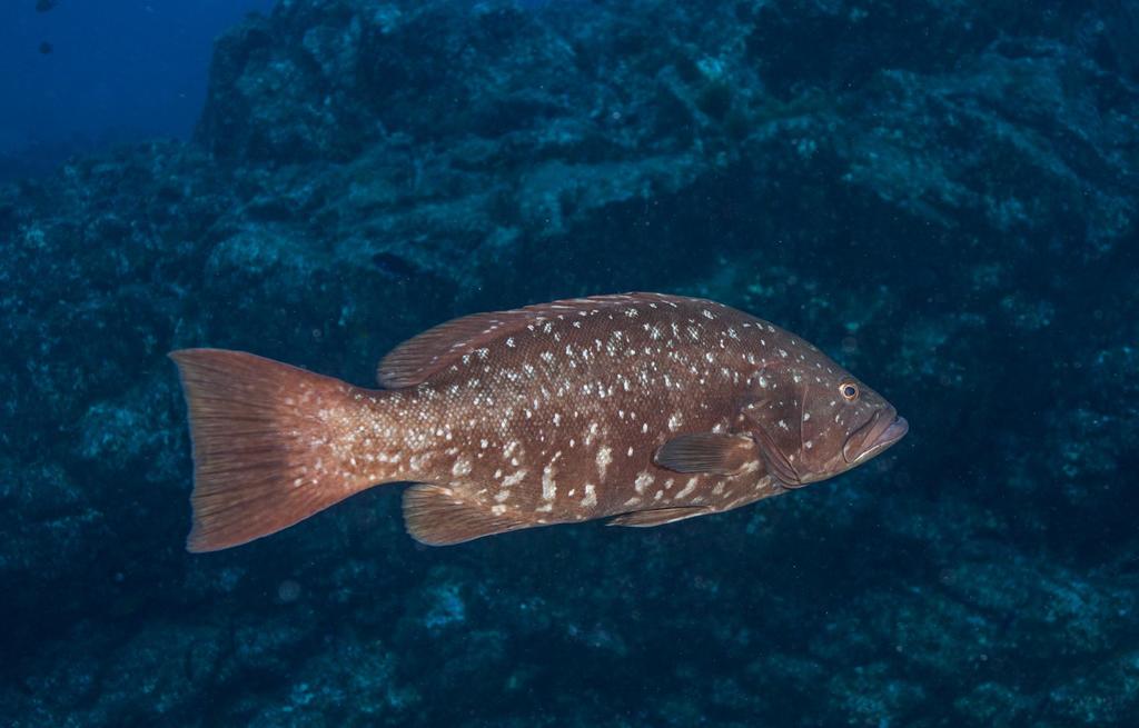 Island Grouper