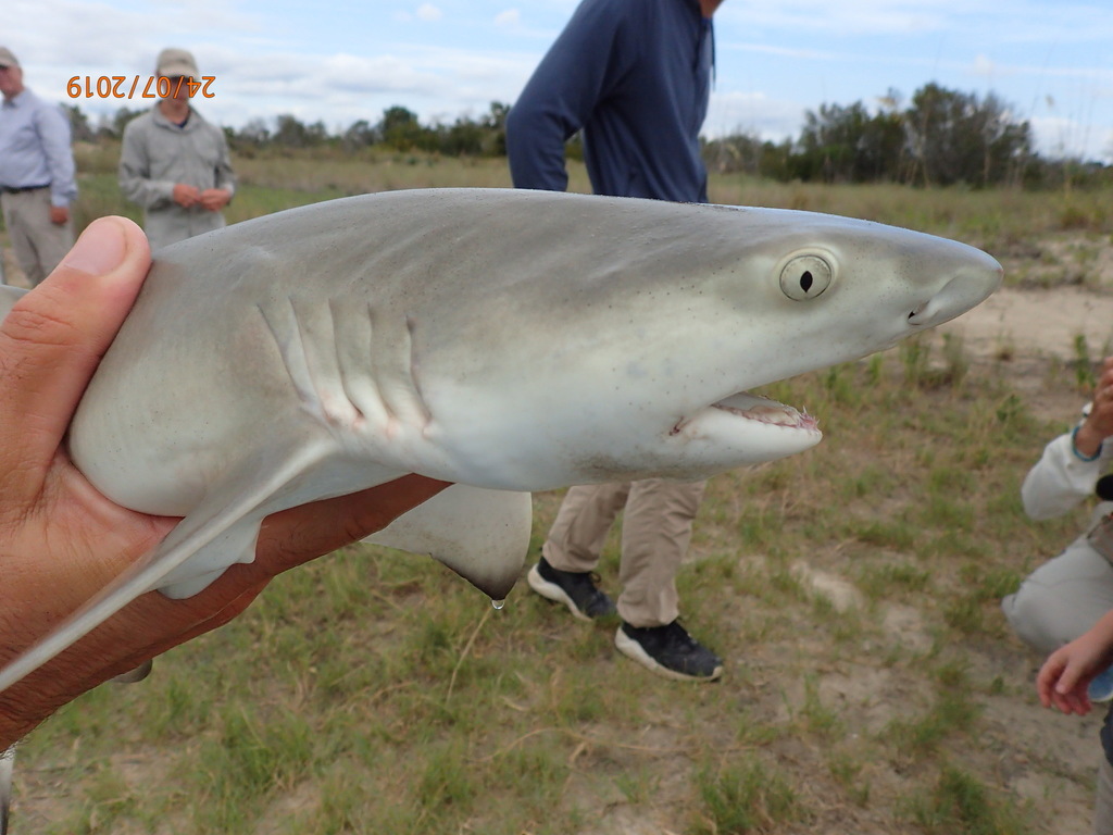 Lemon Shark