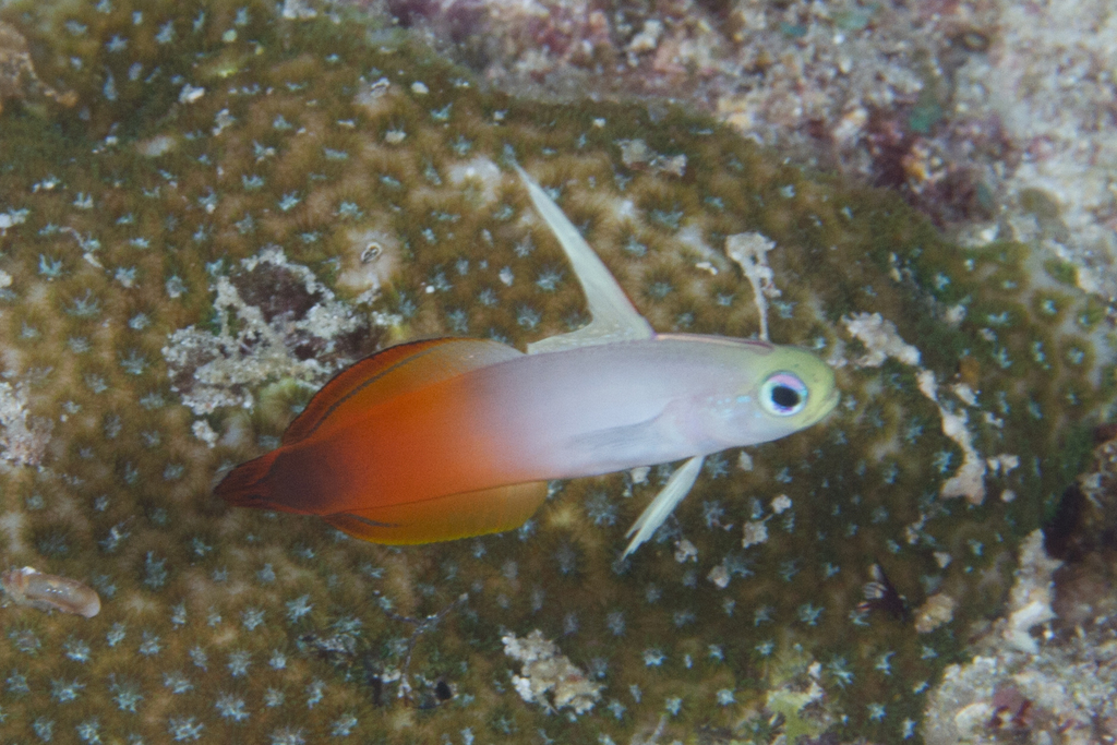 Gobie De Feu