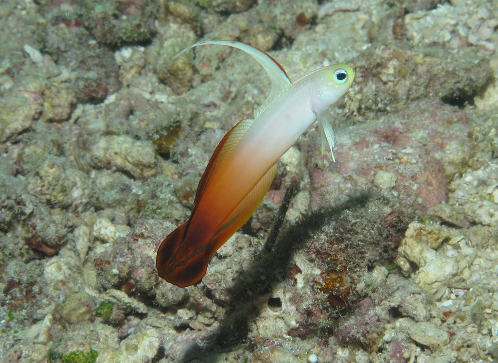 Gobie De Feu