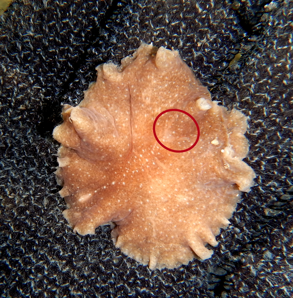 Stylochus Pilidium