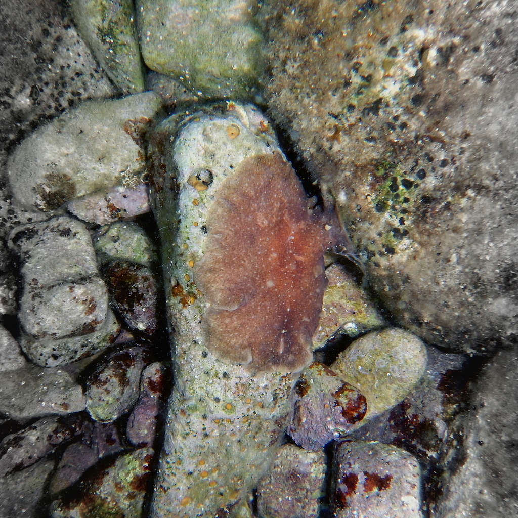 Stylochus Pilidium