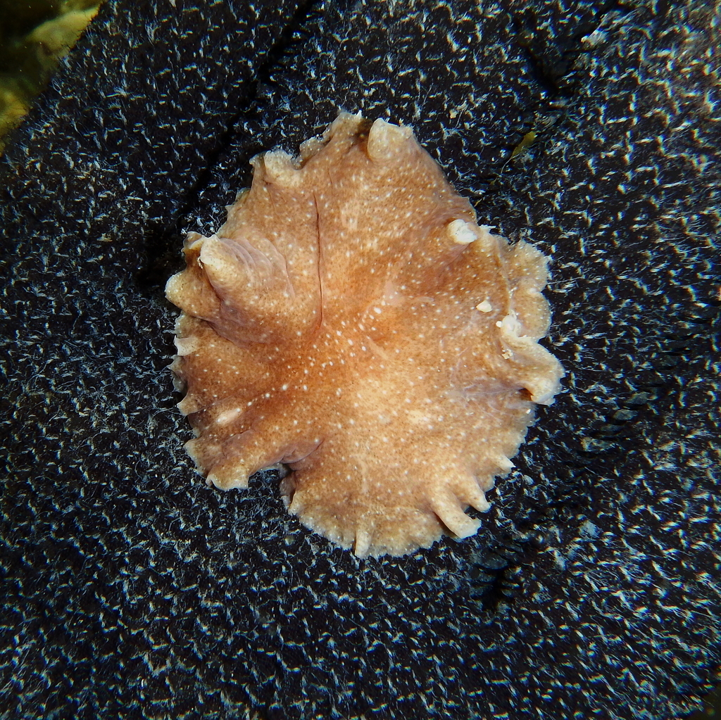 Stylochus Visqueux