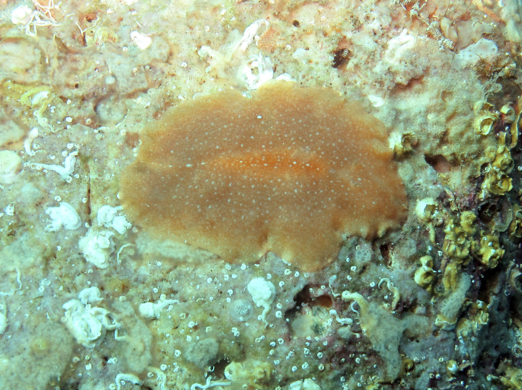 Stylochus Pilidium