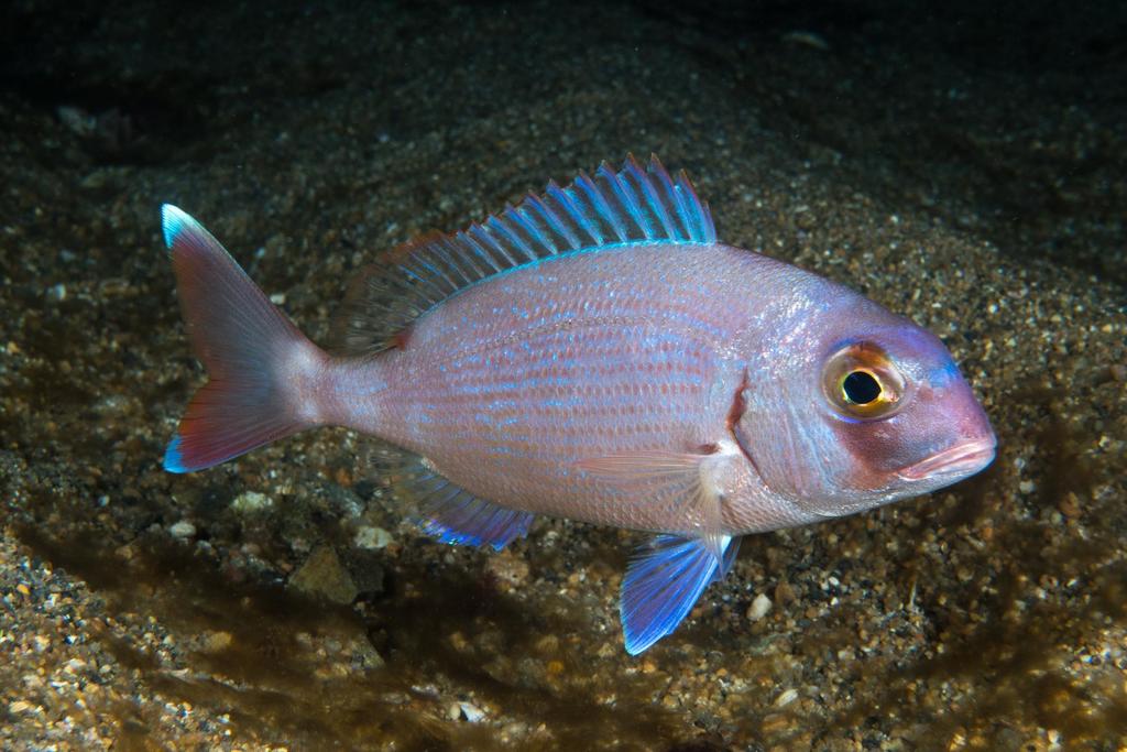 Red Porgy