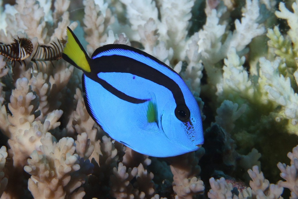 Palette Tang