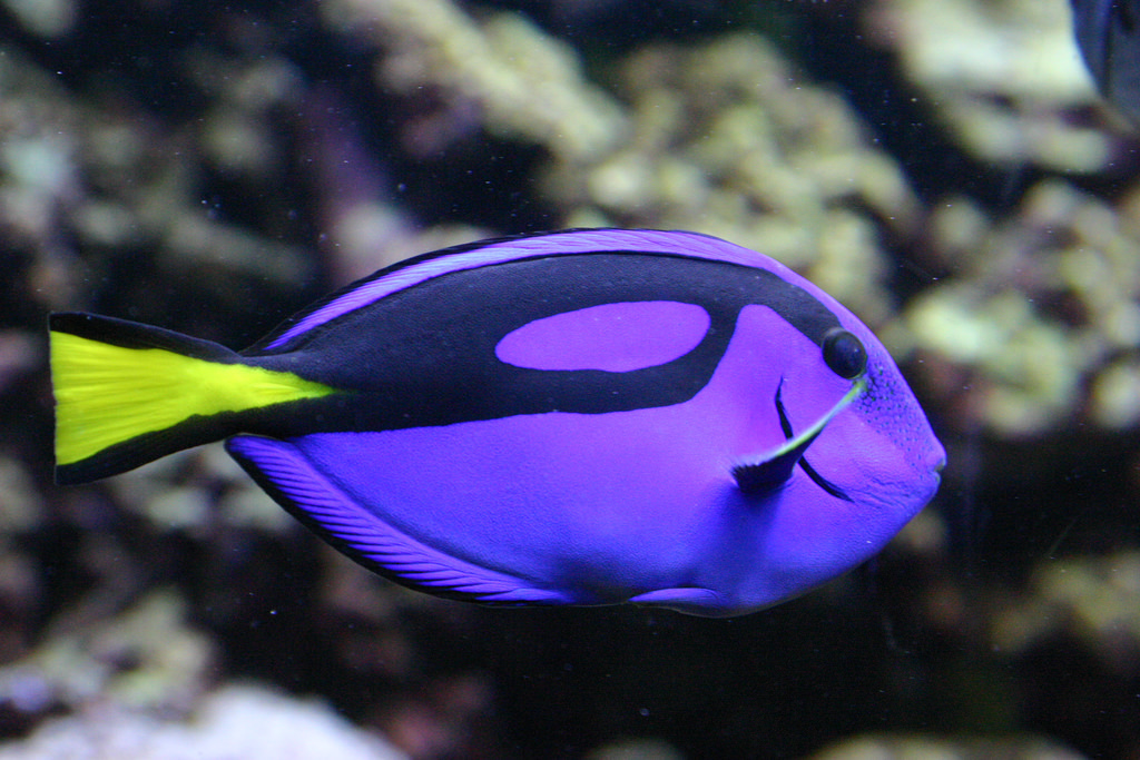 Palette Tang