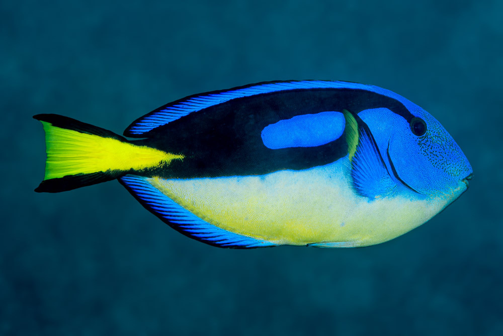 Palette Tang