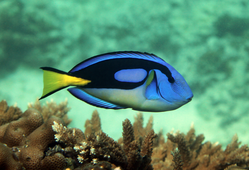 Palette Tang