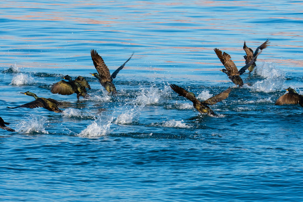 European Shag