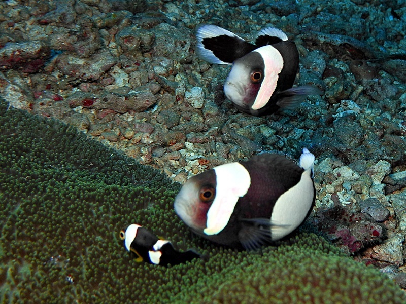 Saddleback Anemonefish