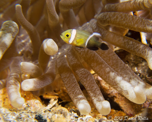 Saddleback Anemonefish
