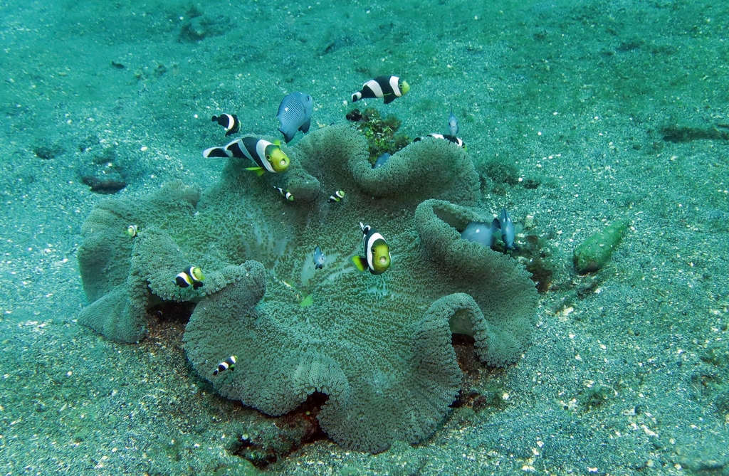 Saddleback Anemonefish