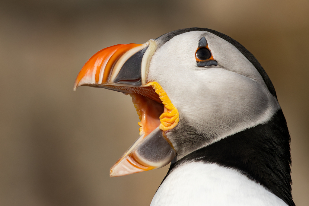 Atlantic Puffin