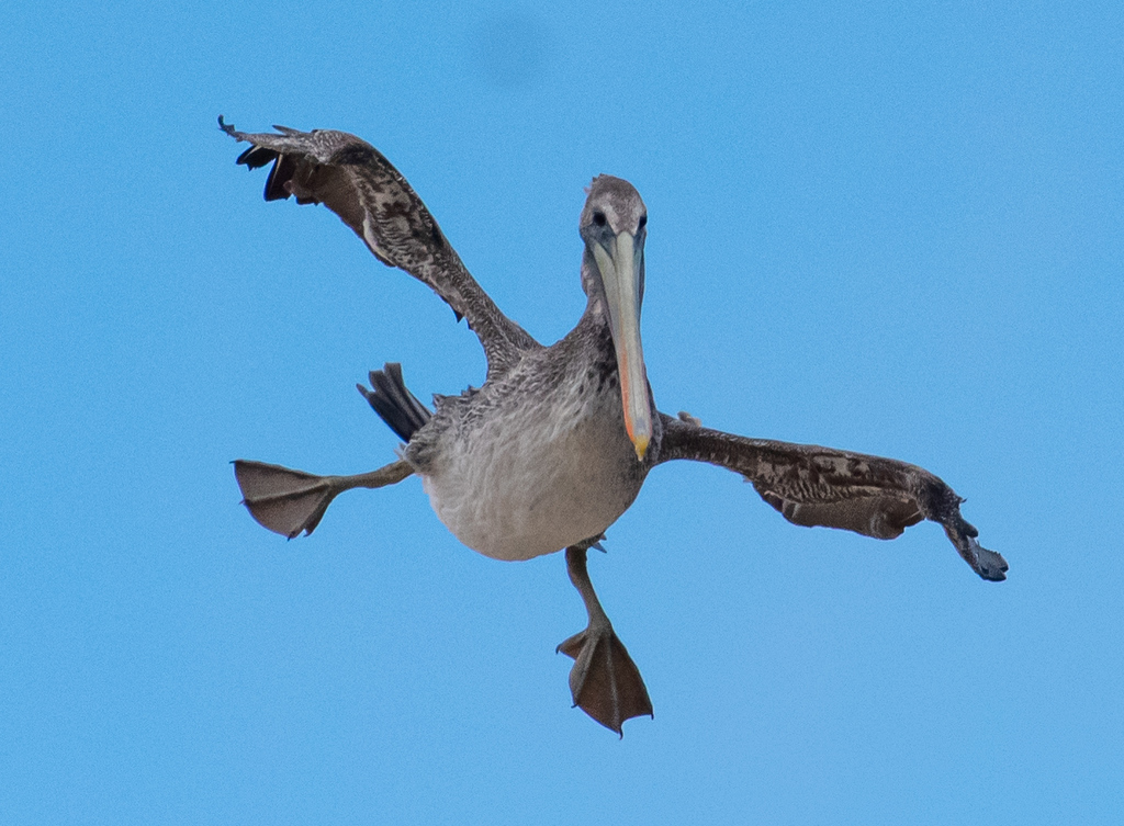 Brown Pelican