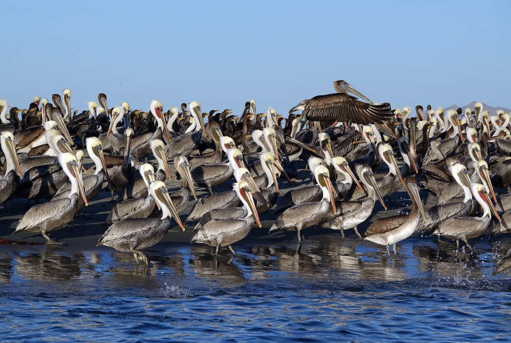 Brown Pelican