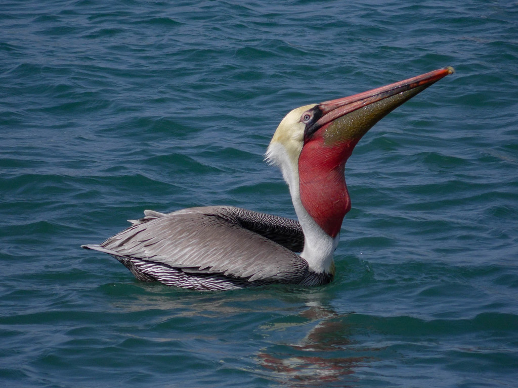 Brown Pelican
