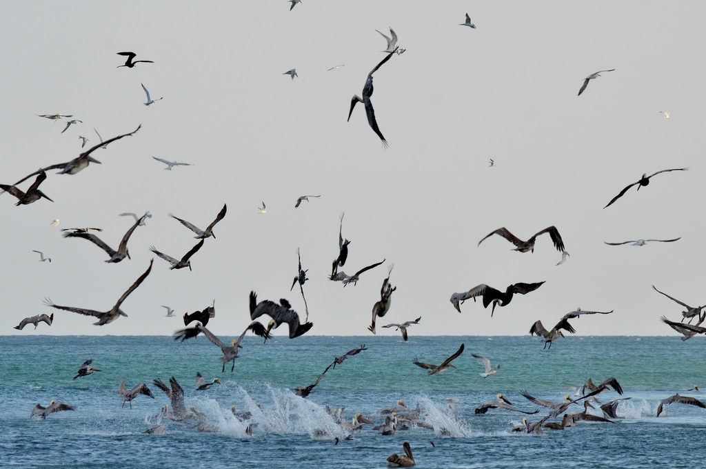 Brown Pelican