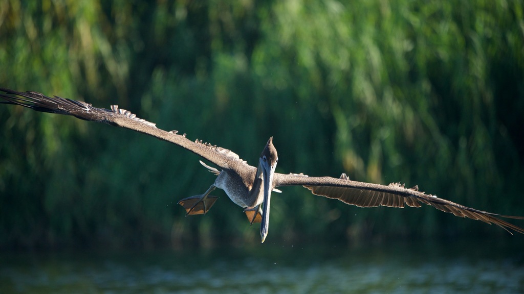 Brown Pelican