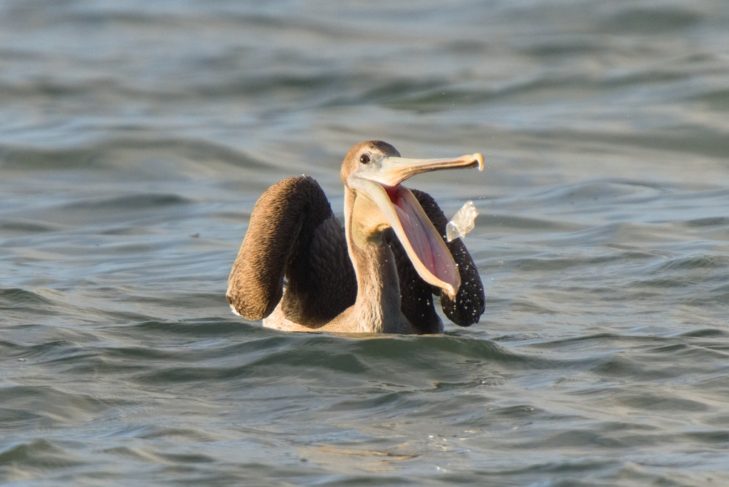 Brown Pelican