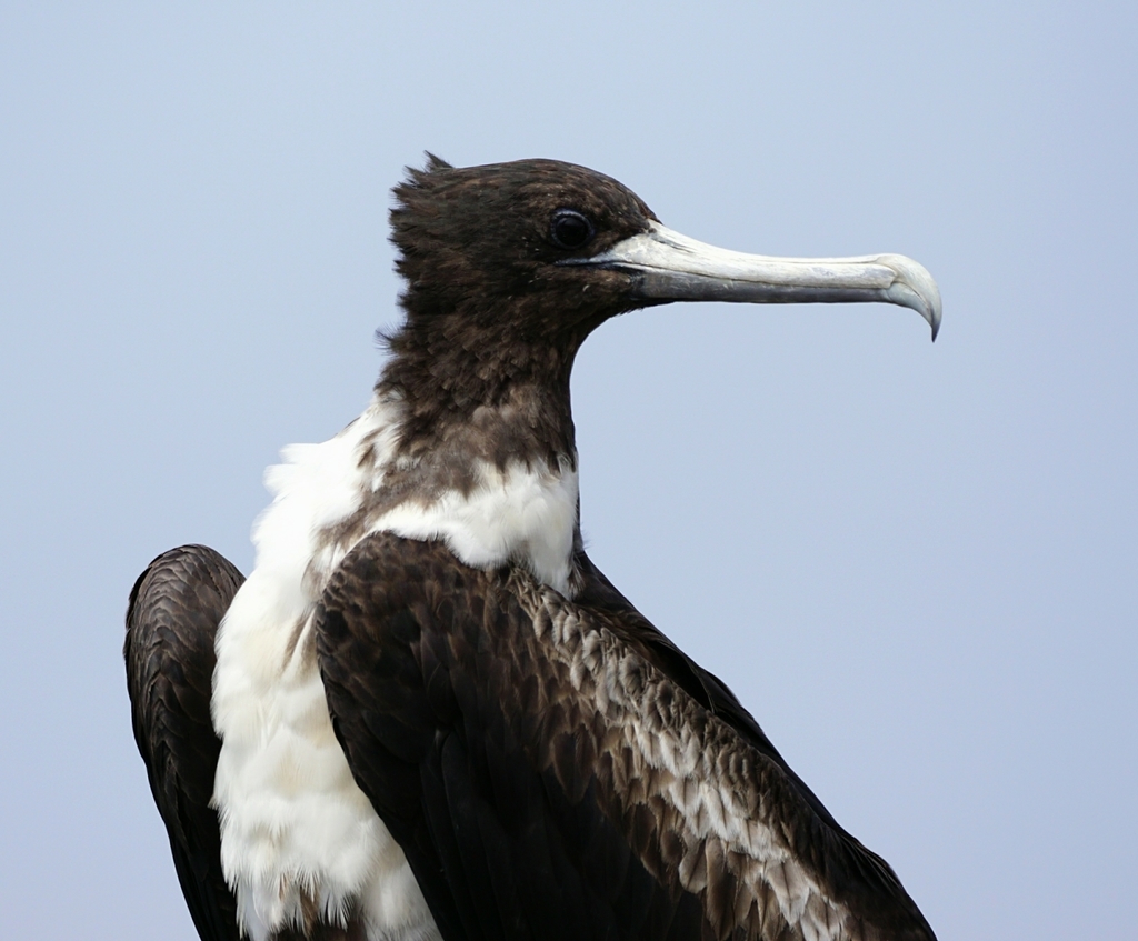 Magnificent Frigatebird