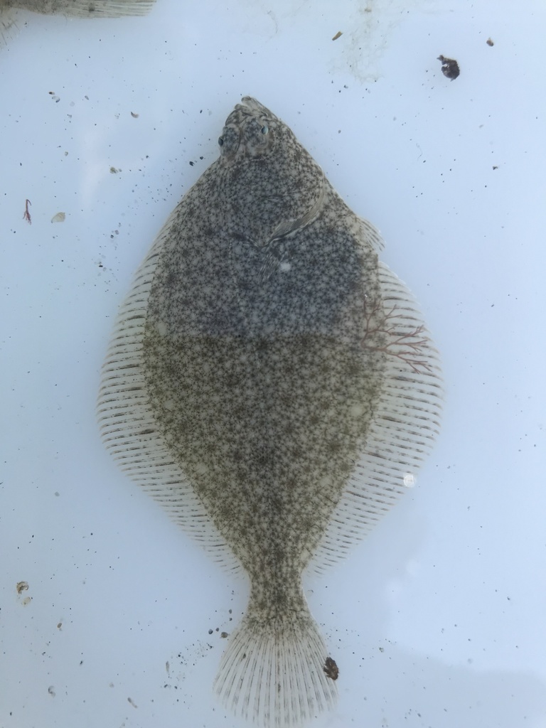 European Flounder