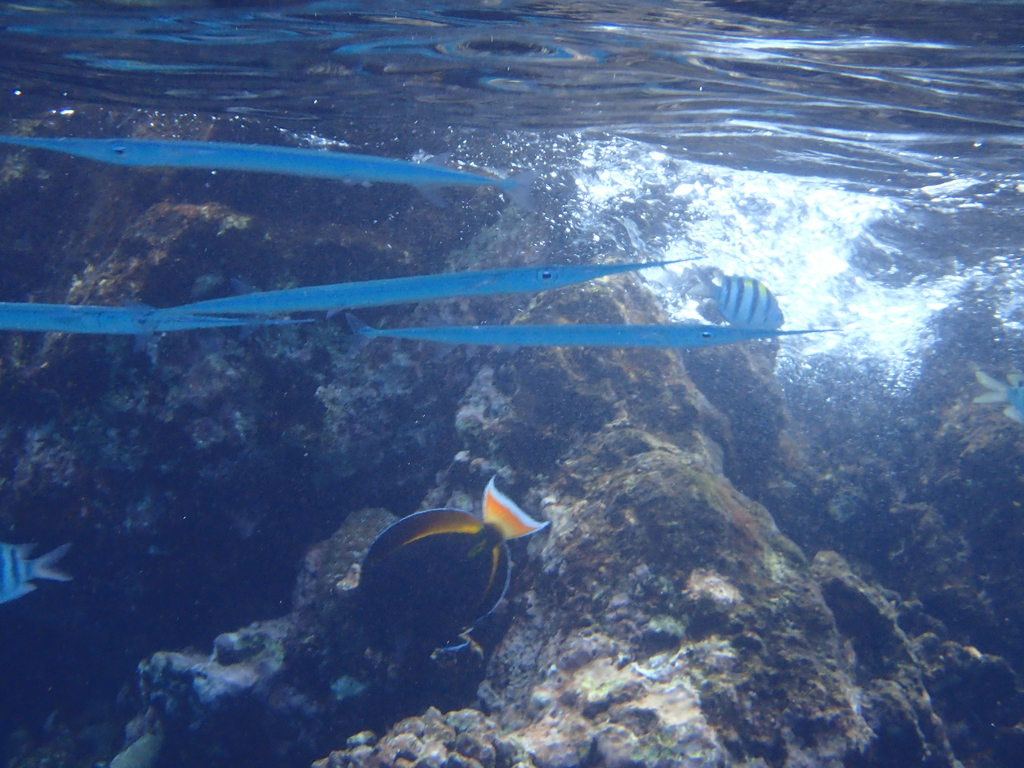 Keeltail Needlefish