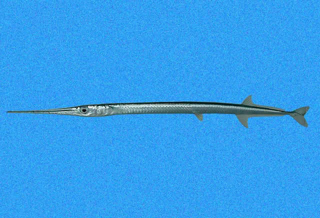 Keeltail Needlefish