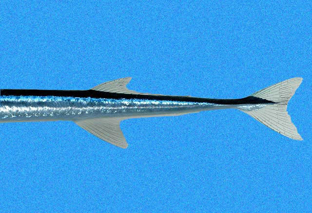 Keeltail Needlefish